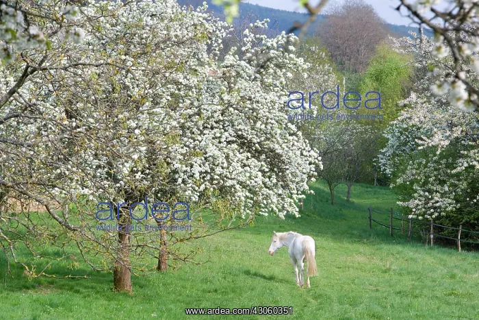 : Horse in a Flowering Orchard Doller Valley Alsace France : Horse in a Flowering Orchard Doller Valley Alsace France