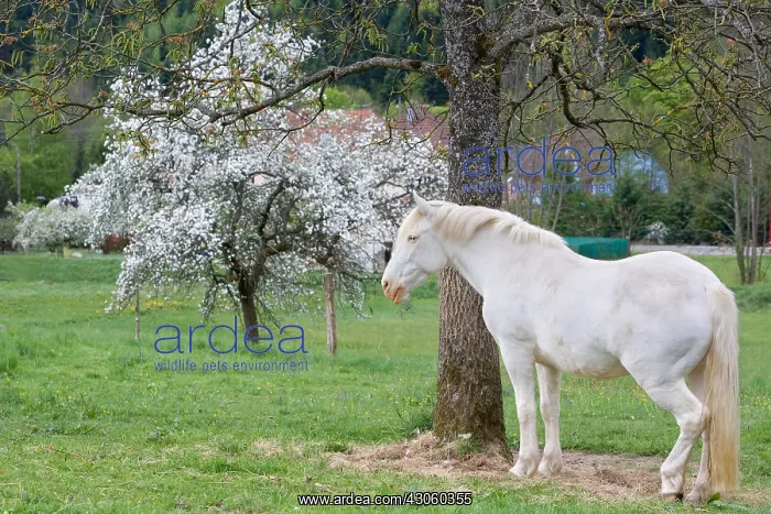 : Horse in a Flowering Orchard Doller Valley Alsace France : Horse in a Flowering Orchard Doller Valley Alsace France