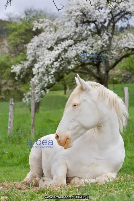 : Horse in a Flowering Orchard Doller Valley Alsace France : Horse in a Flowering Orchard Doller Valley Alsace France