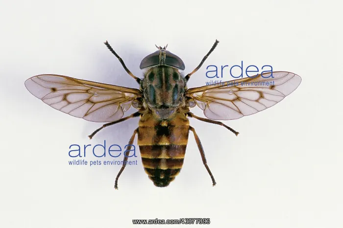 : Horse Fly. Top view of a Horse Fly (Tabanus sp.). North America : Horse Fly. Top view of a Horse Fly (Tabanus sp.). North America