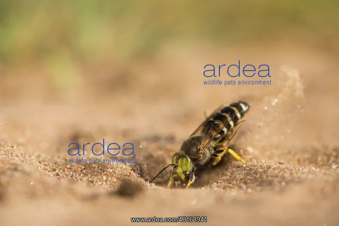 : Horse Fly. Sand Wasp (Bembix rostrata) digging while holding a paralysed unidentified fly : Horse Fly. Sand Wasp (Bembix rostrata) digging while holding a paralysed unidentified fly