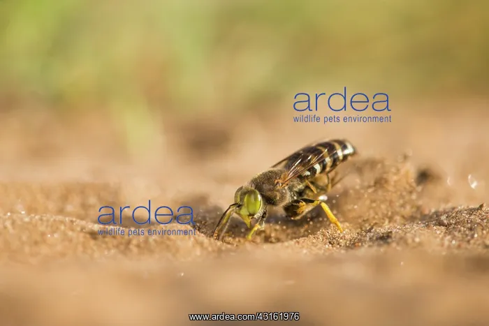 : Horse Fly. Sand Wasp (Bembix rostrata) digging while holding a paralysed unidentified fly : Horse Fly. Sand Wasp (Bembix rostrata) digging while holding a paralysed unidentified fly