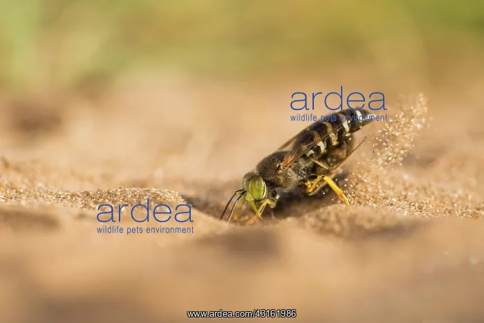: Horse Fly. Sand Wasp (Bembix rostrata) digging while holding a paralysed unidentified fly : Horse Fly. Sand Wasp (Bembix rostrata) digging while holding a paralysed unidentified fly