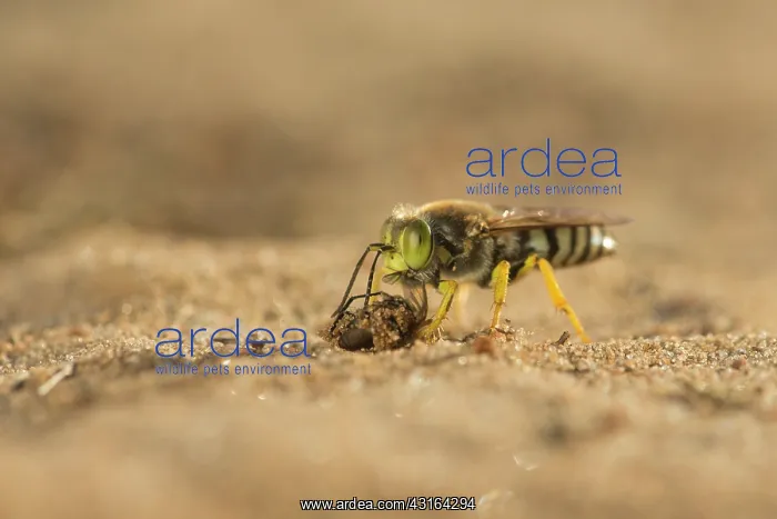 : Horse Fly. Sand Wasp (Bembix rostrata) standing with a paralysed unidentified fly : Horse Fly. Sand Wasp (Bembix rostrata) standing with a paralysed unidentified fly