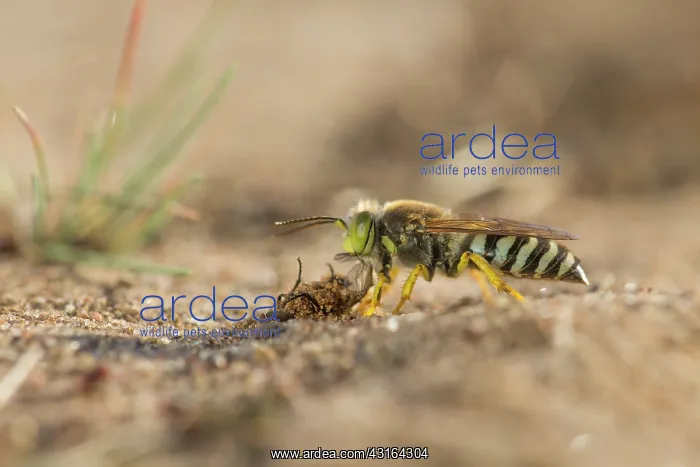 : Horse Fly. Sand Wasp (Bembix rostrata) standing with a paralysed unidentified fly : Horse Fly. Sand Wasp (Bembix rostrata) standing with a paralysed unidentified fly