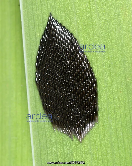 : Horse-fly Eggs : Horse-fly Eggs