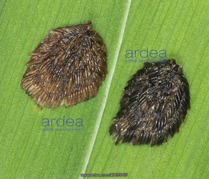 : Horse-fly Eggs : Horse-fly Eggs