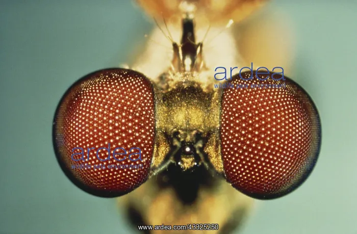 : Horse Fly Eyes : Horse Fly Eyes