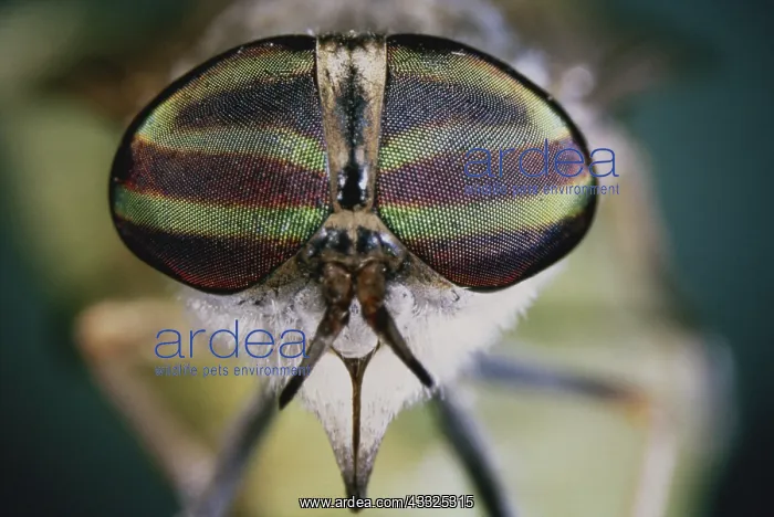 : Horse Fly Eyes : Horse Fly Eyes