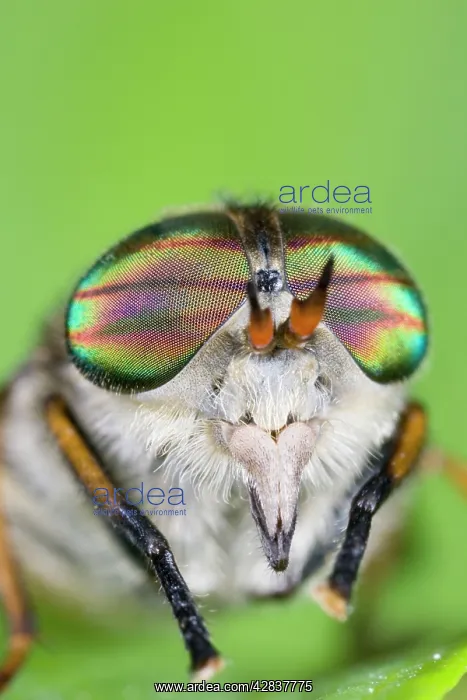 : Horse Fly (female) - showing banded eyes : Horse Fly (female) - showing banded eyes