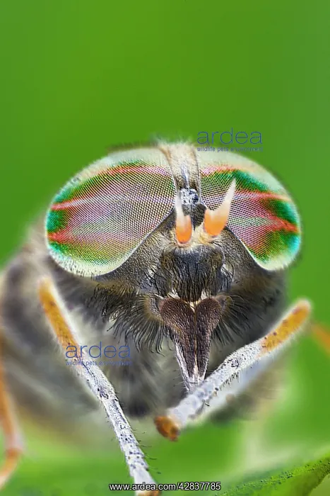 : Horse Fly (female) - showing banded eyes : Horse Fly (female) - showing banded eyes