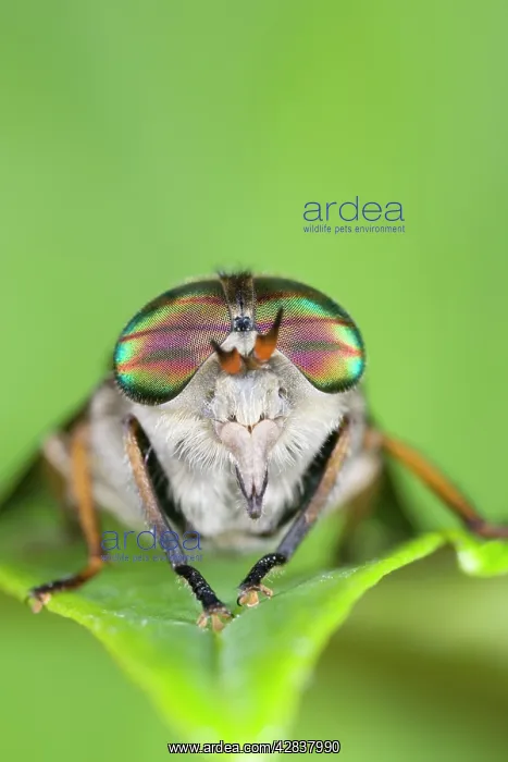 : Horse Fly (female) - showing banded eyes : Horse Fly (female) - showing banded eyes