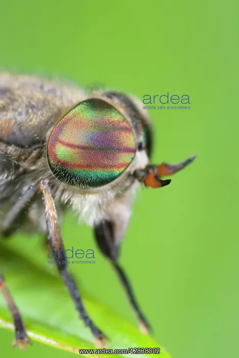 : Horse Fly (female) - showing banded eyes : Horse Fly (female) - showing banded eyes