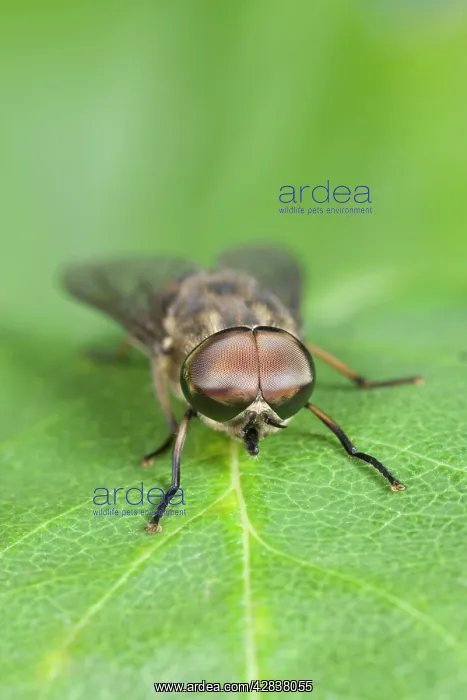 : Horse Fly - showing large compound eyes : Horse Fly - showing large compound eyes