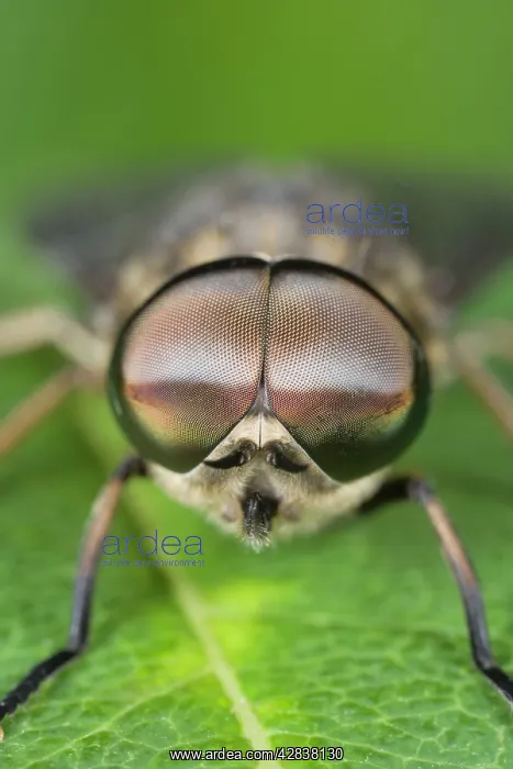 : Horse Fly - showing large compound eyes : Horse Fly - showing large compound eyes