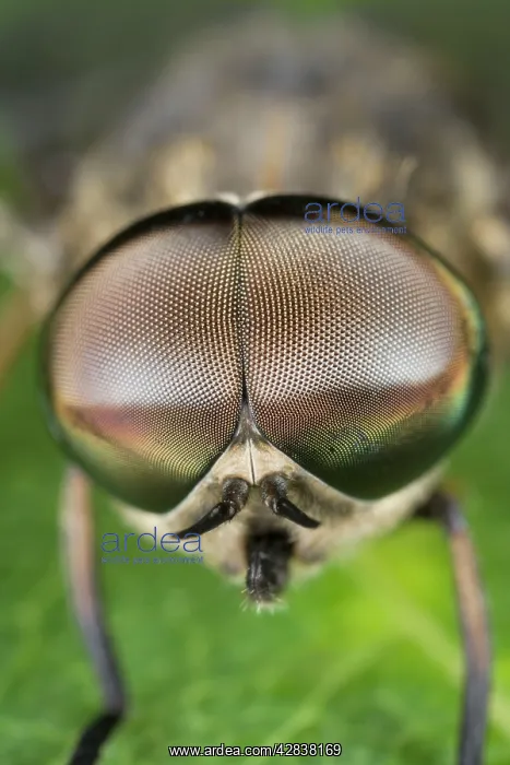 : Horse Fly - showing large compound eyes : Horse Fly - showing large compound eyes