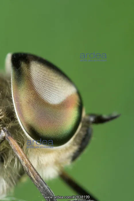 : Horse Fly - showing large compound eyes : Horse Fly - showing large compound eyes