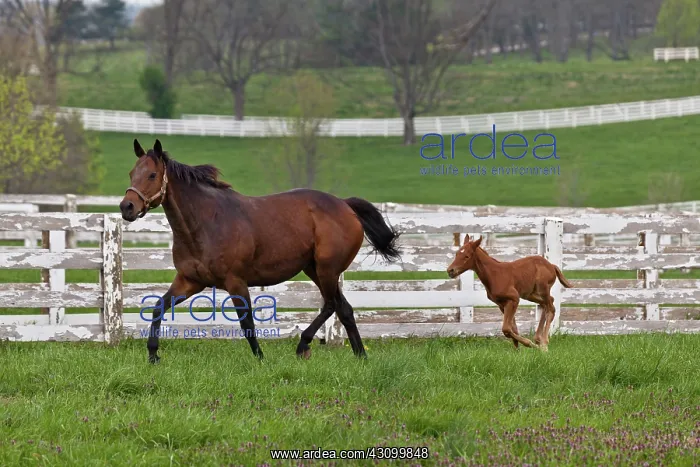 : Horse and Foal : Horse and Foal