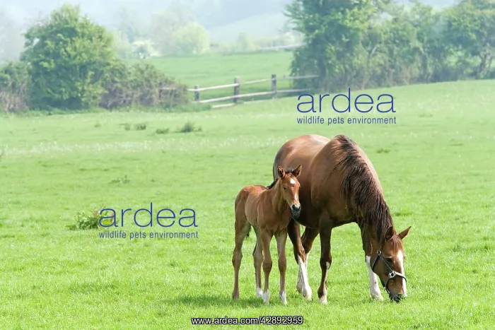  : Horse - with foal grazing in field