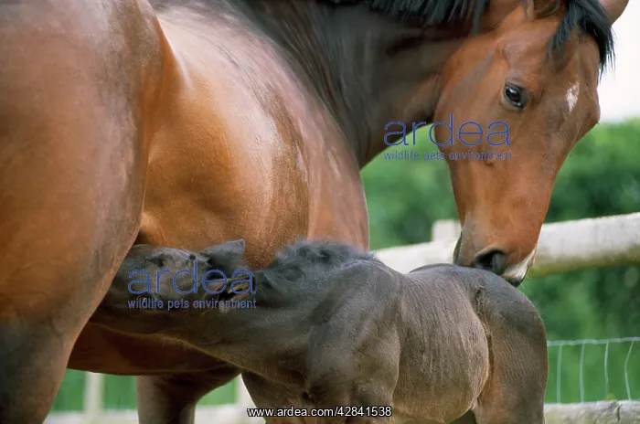  : HORSE - foal suckling