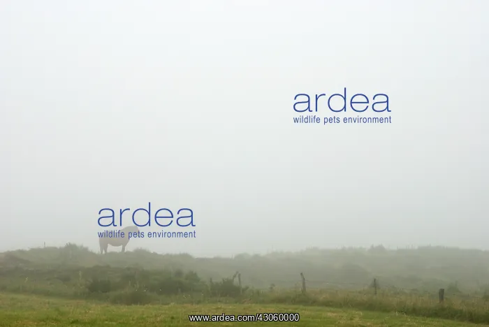 : Horse in fog Auvergne France : Horse in fog Auvergne France