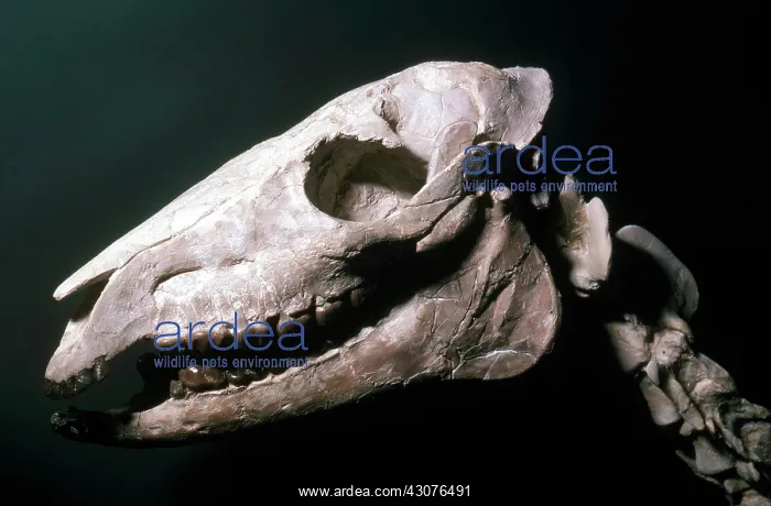 : Horse Fossil : Horse Fossil