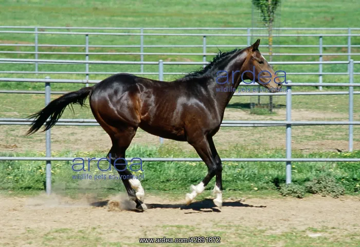  : Horse - galloping