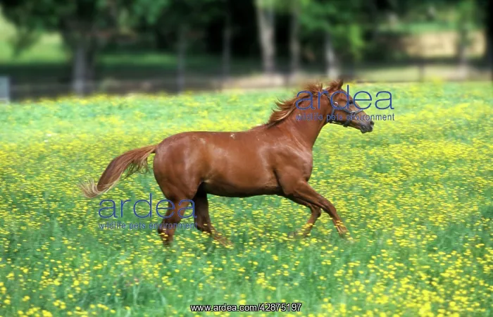  : Horse - galloping through meadow