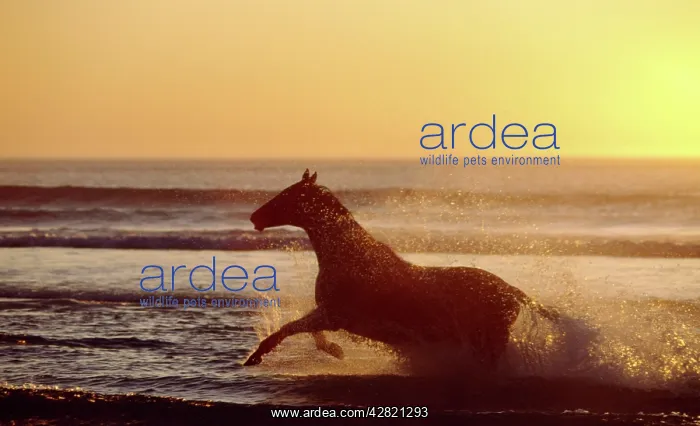 : Horse galloping through surf - At sunset : Horse galloping through surf - At sunset