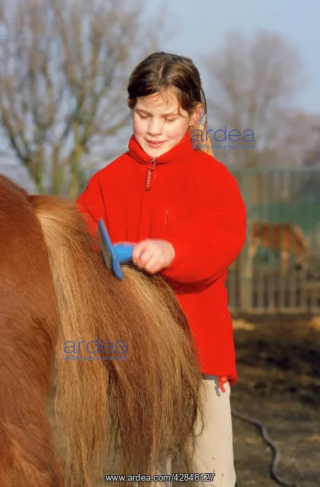  : HORSE- Girl grooming pony