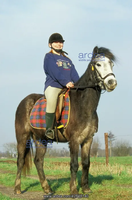  : HORSE - girl riding on pony