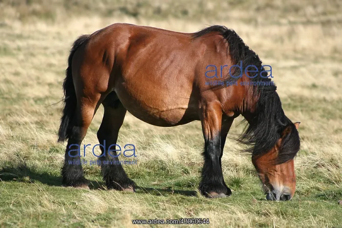  : A horse grazing on the Aubrac in Lozere