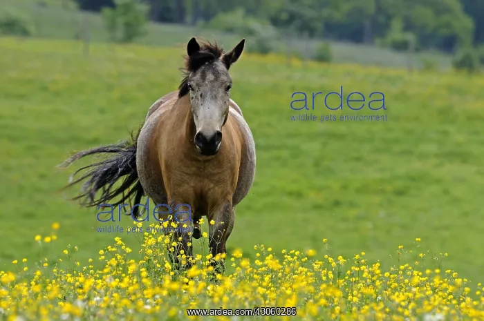 : Horse grazing in Buttercups Brognard Doubs France : Horse grazing in Buttercups Brognard Doubs France