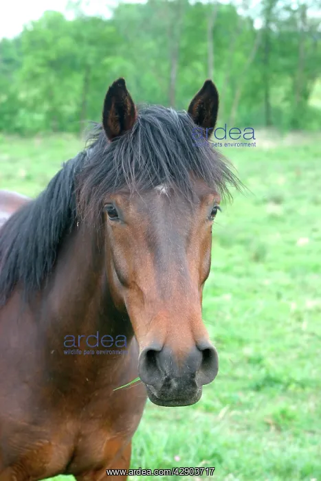  : Horse - grazing on grass