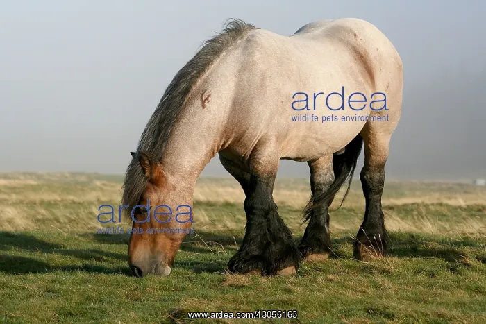 : Horse grazing in morning in the fog Lozere Aubrac : Horse grazing in morning in the fog Lozere Aubrac