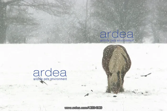 : Horse - grazing in the snow : Horse - grazing in the snow