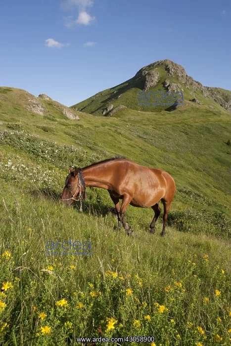 : Horse grazing Stara Planina Central Balkan NP Bulgaria : Horse grazing Stara Planina Central Balkan NP Bulgaria