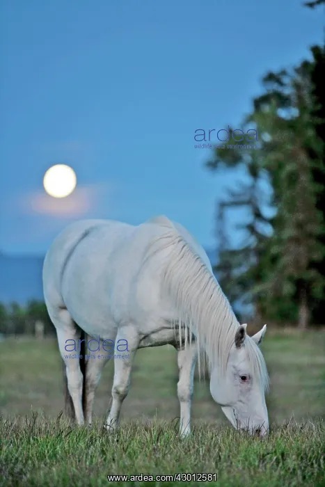 : Horse Grey Appaloosa mare grazing in field under : Horse Grey Appaloosa mare grazing in field under
