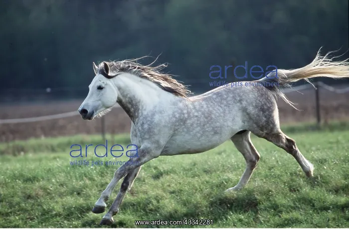 : HORSE - grey arab mare cantering in paddock : HORSE - grey arab mare cantering in paddock