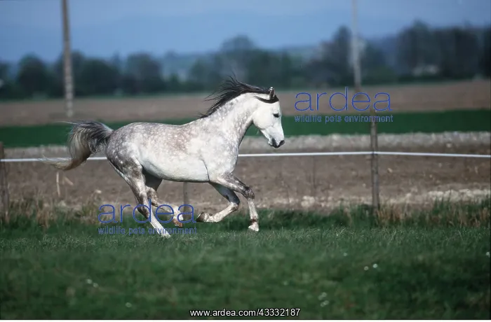 : HORSE - Grey Arab mare- galloping : HORSE - Grey Arab mare- galloping