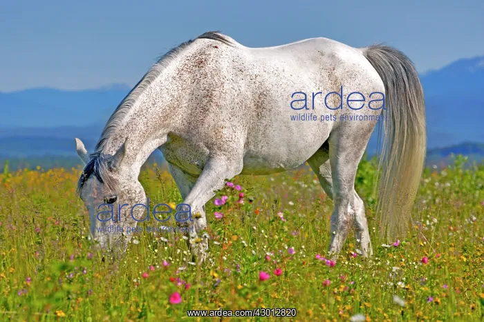 : Horse Grey Arabian mare grassing in meadow of wildflowers : Horse Grey Arabian mare grassing in meadow of wildflowers