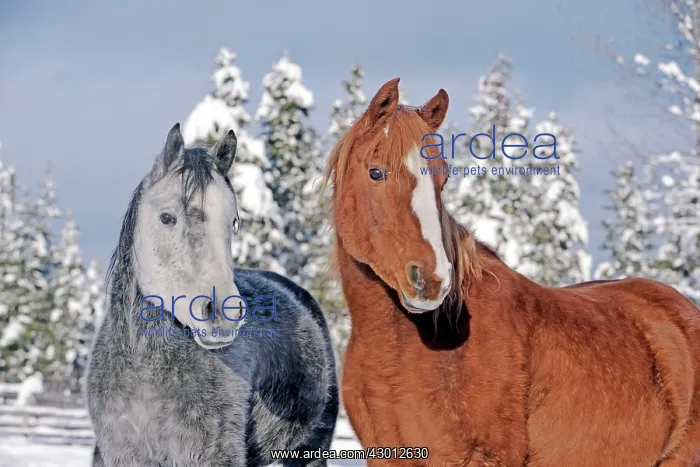 : Horse Grey dapple Arabian Mare and chestnut Arab : Horse Grey dapple Arabian Mare and chestnut Arab