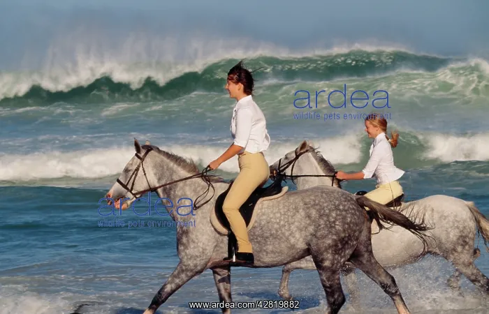 : HORSE - Grey horses & riders on the beach riding : HORSE - Grey horses & riders on the beach riding