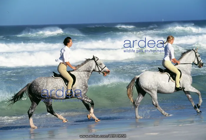  : HORSE - Grey horses and riders in surf on beach