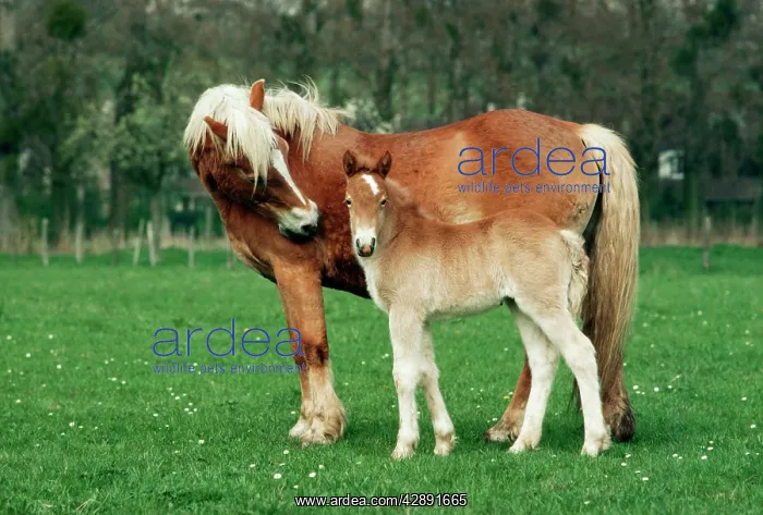  : HORSE - Haflinger mother and foal