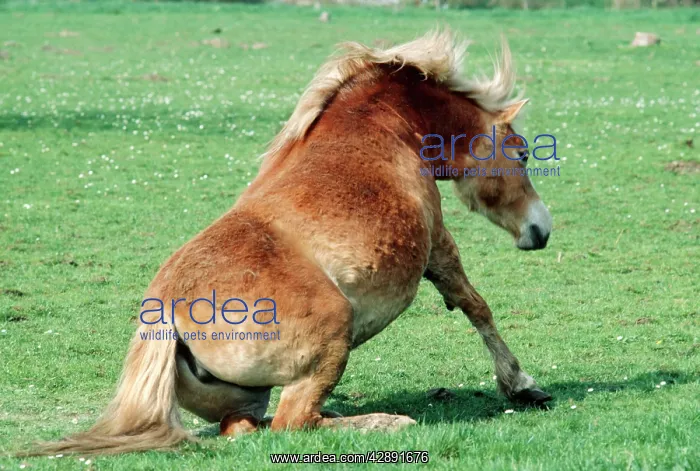 : HORSE - Haflinger Pony - sitting down : HORSE - Haflinger Pony - sitting down
