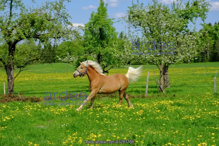 : Horse, Haflinger runs on a flowering pasture, Bad : Horse, Haflinger runs on a flowering pasture, Bad