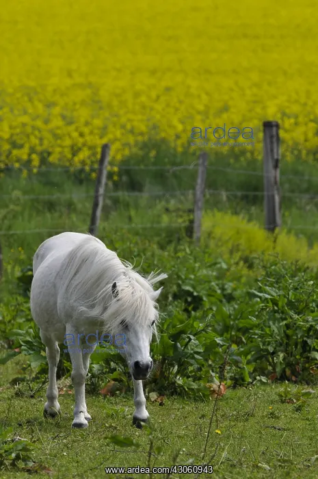 : Horse harassed by insects Burgundy France : Horse harassed by insects Burgundy France