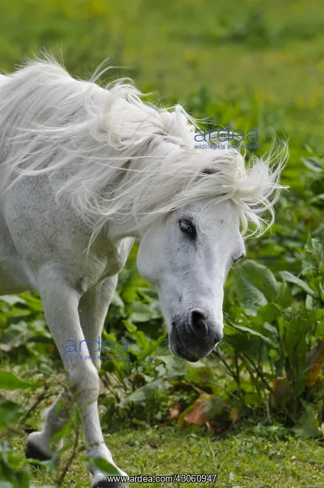 : Horse harassed by insects Burgundy France : Horse harassed by insects Burgundy France