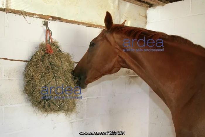 : Horse. Hay net at correct height : Horse. Hay net at correct height